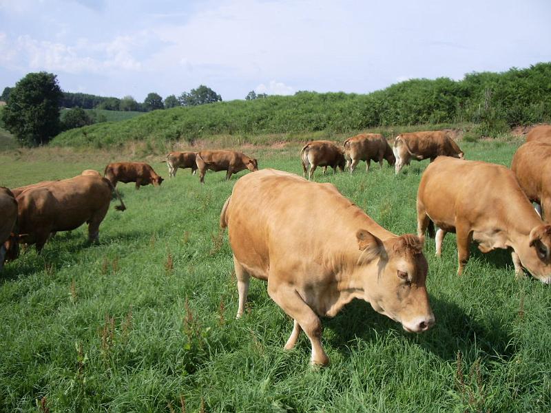 vaches sabate1.JPG